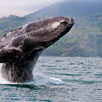 ballenas en colombia
